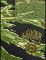 PATCH BOOK Vietnam Tiger® Original 20x30 cm